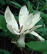 Magnolia officinalis